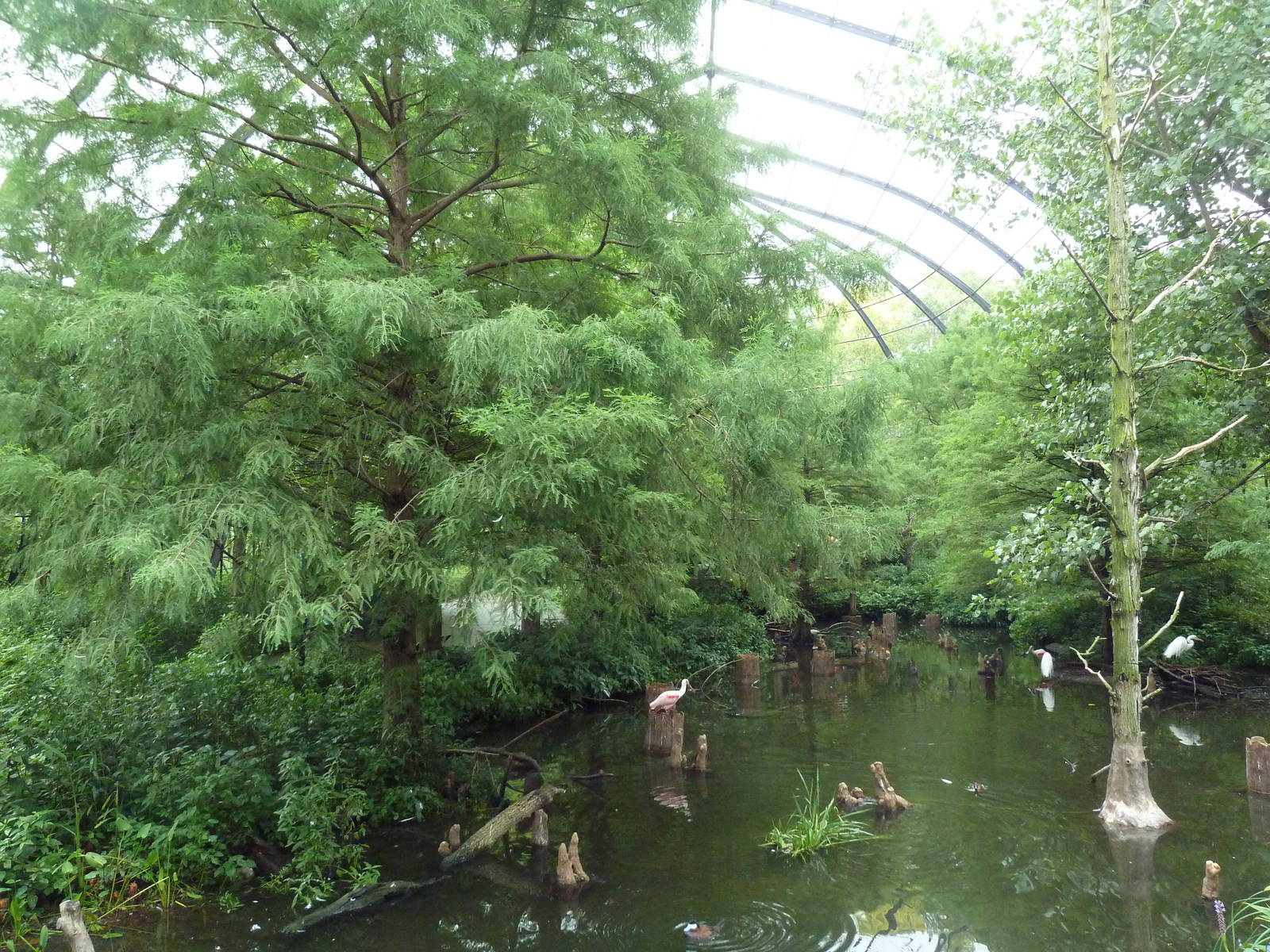 Cypress Swamp (1904 World's Fair Aviary)