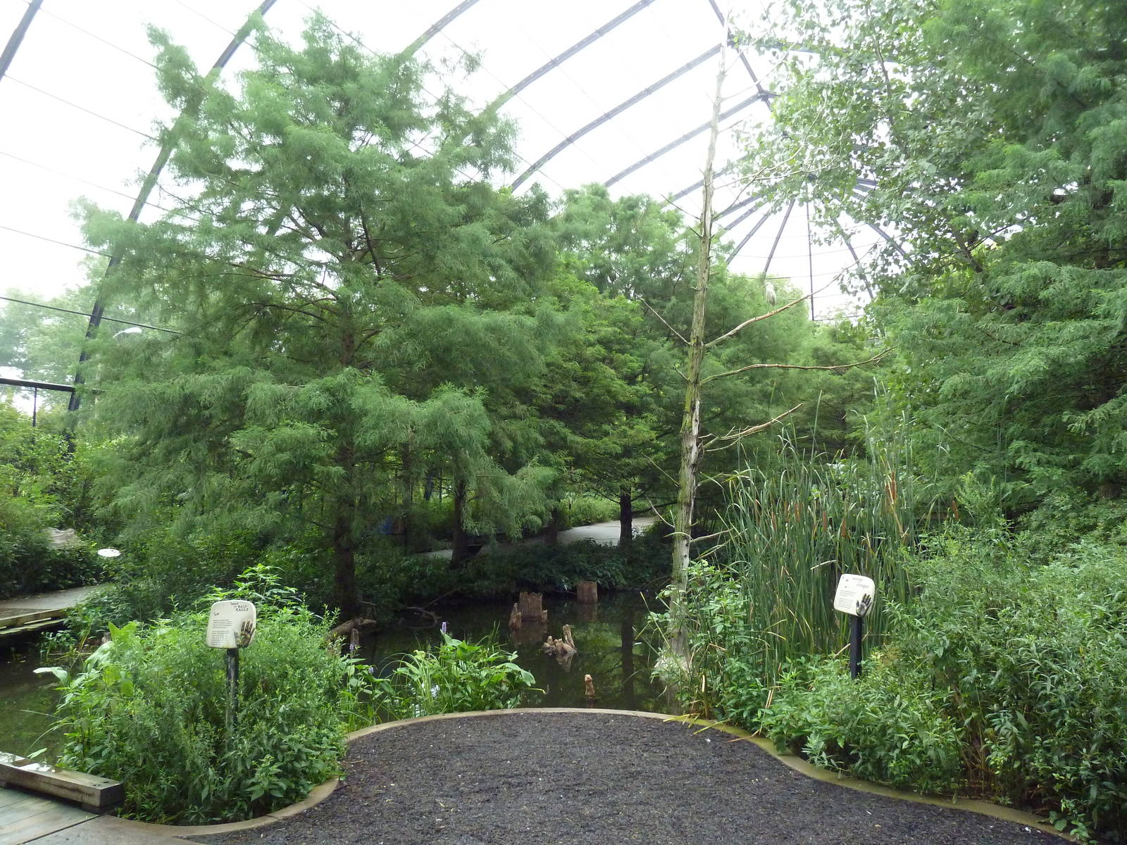 Cypress Swamp (1904 World's Fair Aviary)