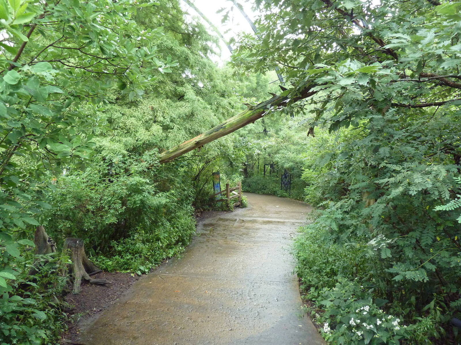 Cypress Swamp (1904 World's Fair Aviary)
