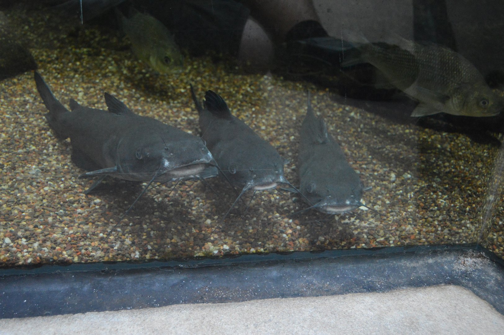 Cypress Swamp - A Trio of Channel Catfish (Ictalurus punctatus)
