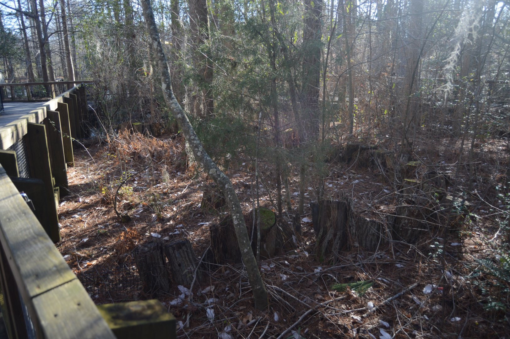 Cypress Swamp - Abandoned Exhibit