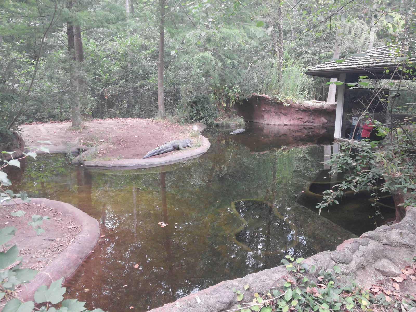 Cypress Swamp - Alligator (Exhibit 2)