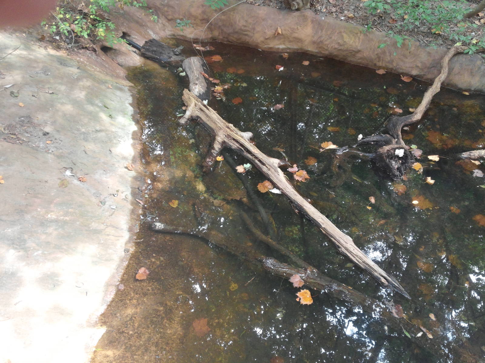 Cypress Swamp - Alligator Snapping Turtle