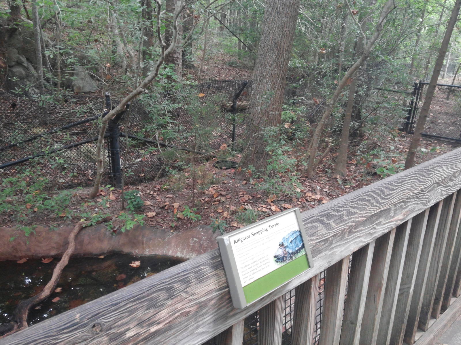 Cypress Swamp - Alligator Snapping Turtle