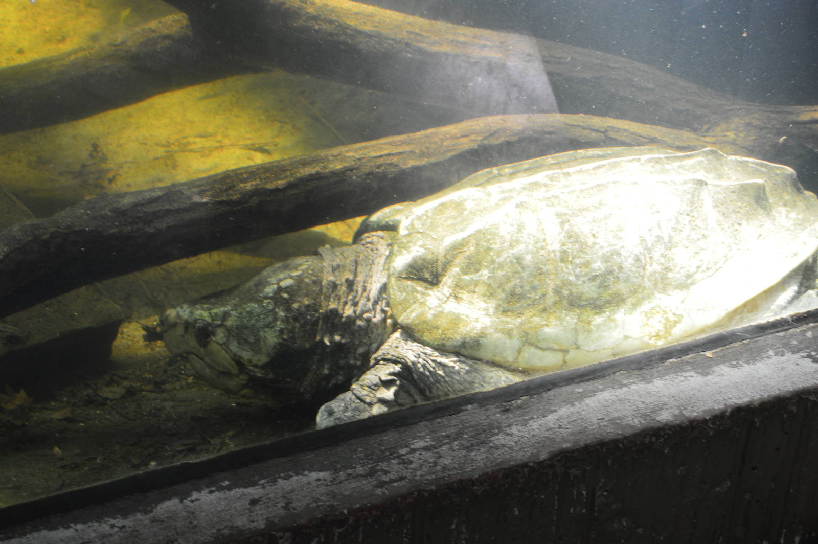 Cypress Swamp - Alligator Snapping Turtle