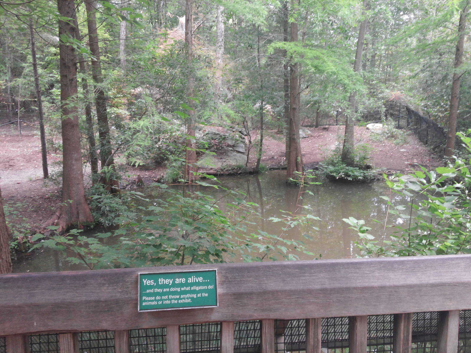 Cypress Swamp - Alligators (Exhibit 1)