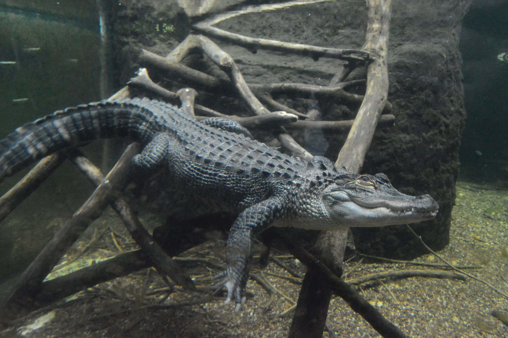 Cypress Swamp - American Alligator (Alligator mississippiensis)