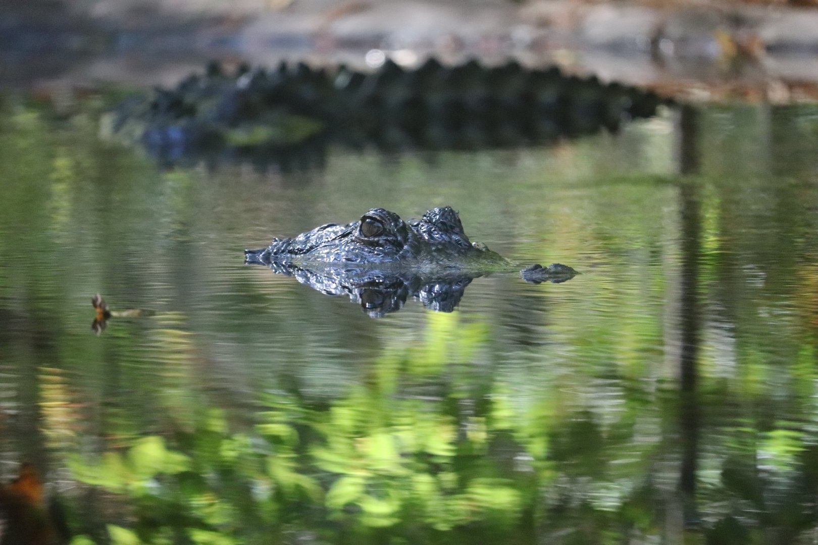 Cypress Swamp - American Alligator