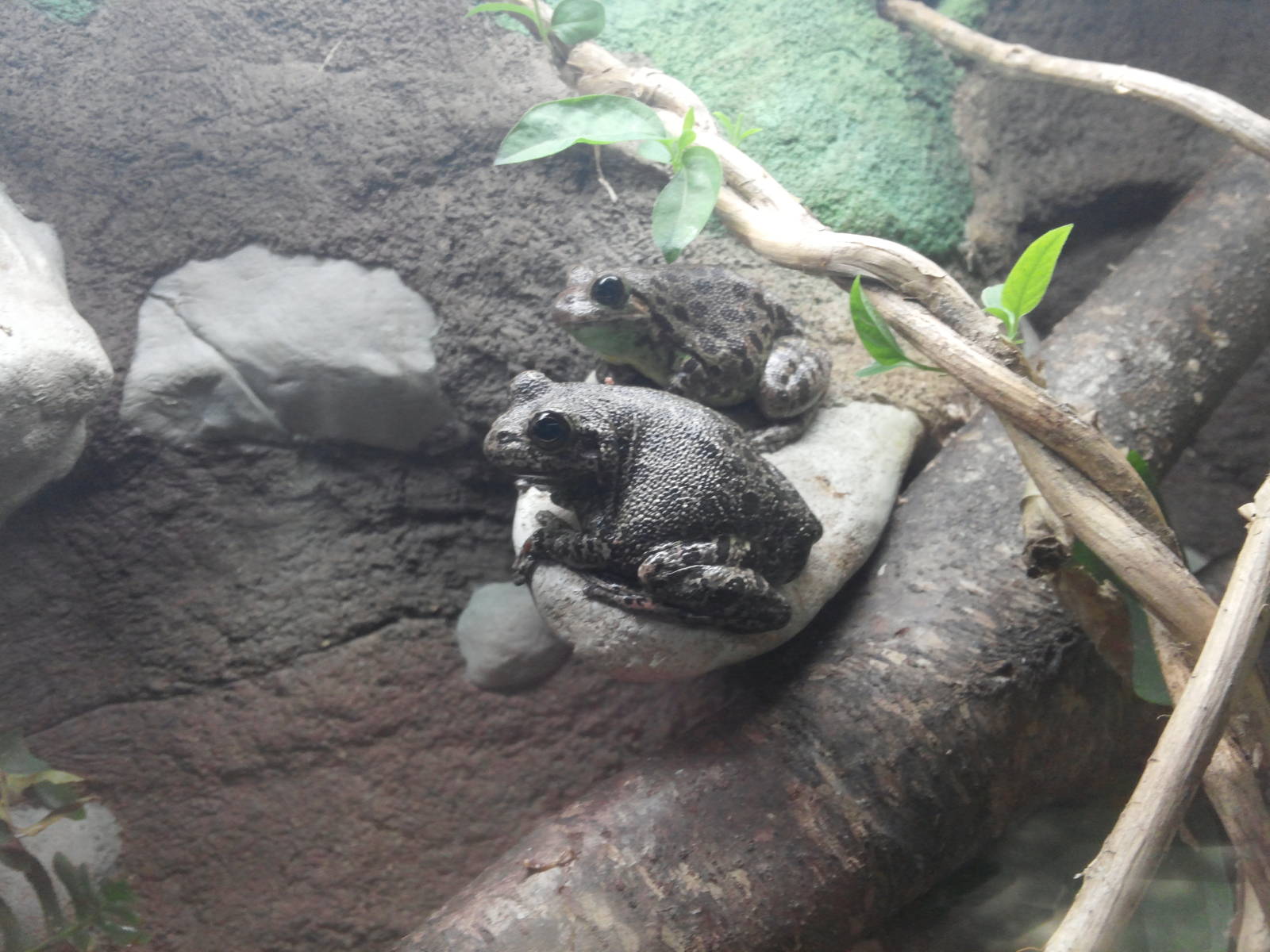 Cypress Swamp - Barking Tree Frog