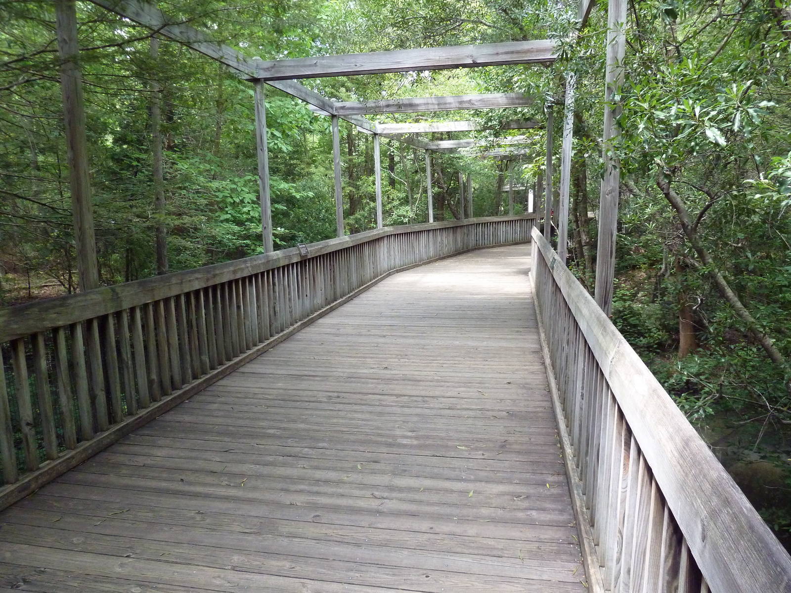 Cypress Swamp - Boardwalk