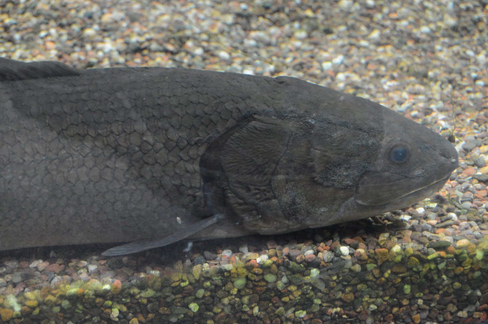 Cypress Swamp - Bowfin (Amia calva)