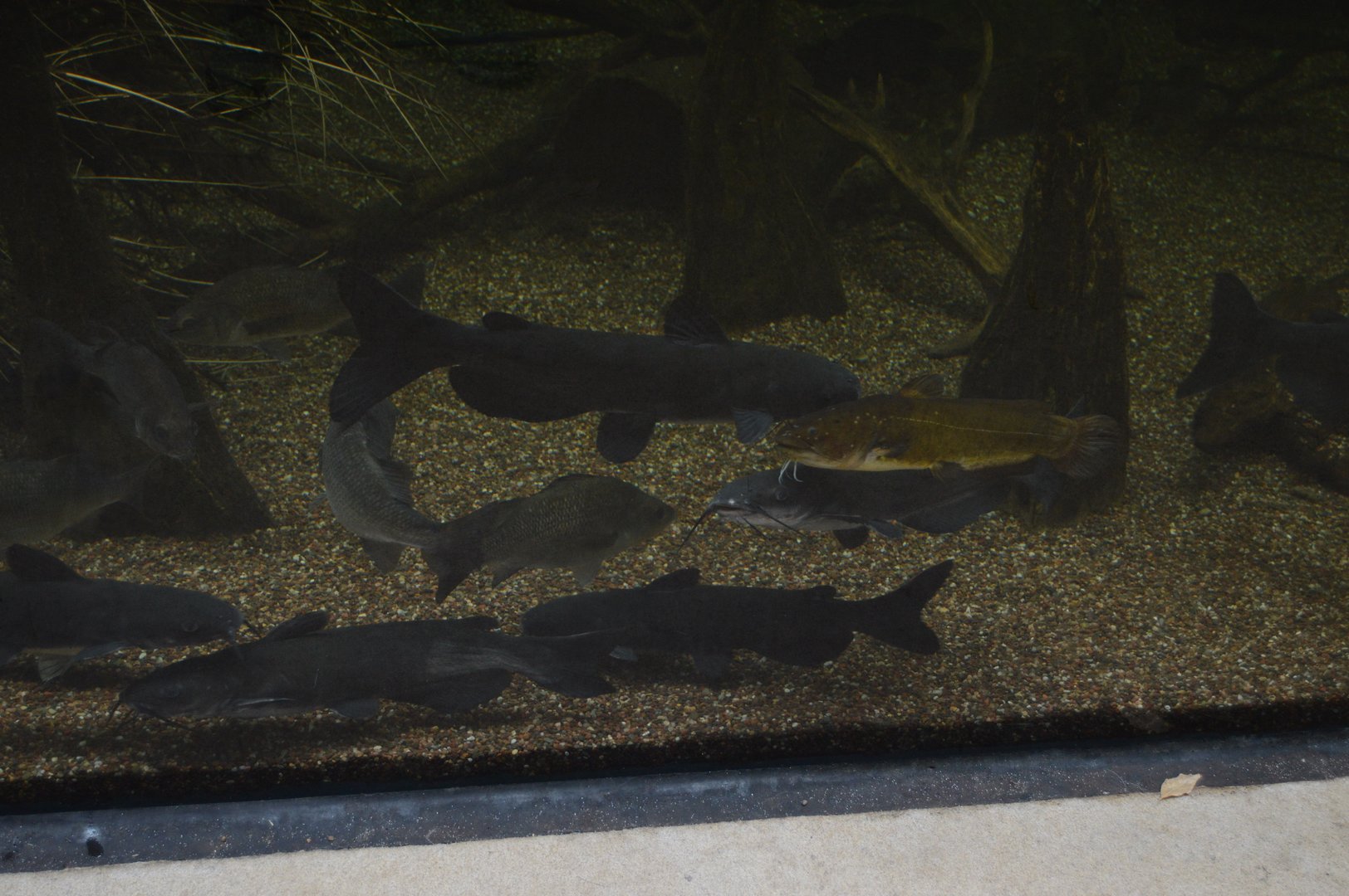 Cypress Swamp - Catfish