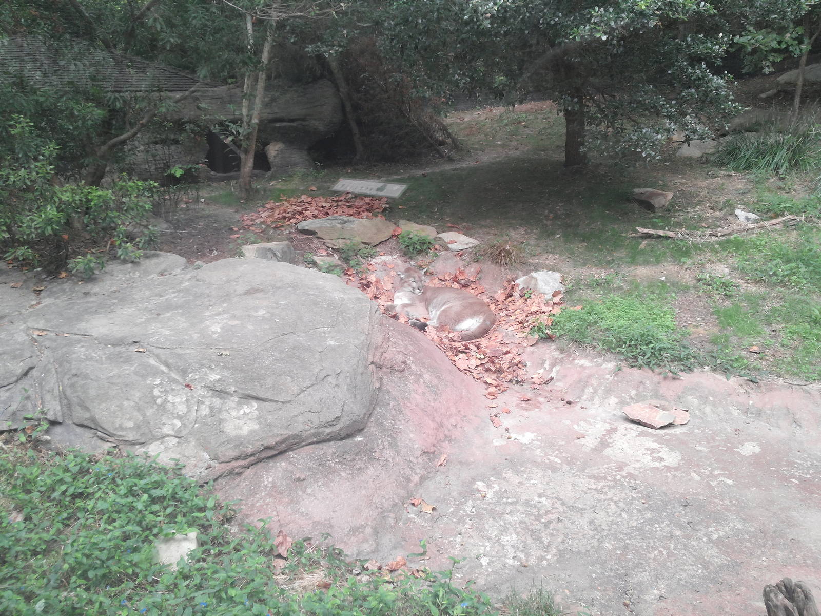 Cypress Swamp - Cougar