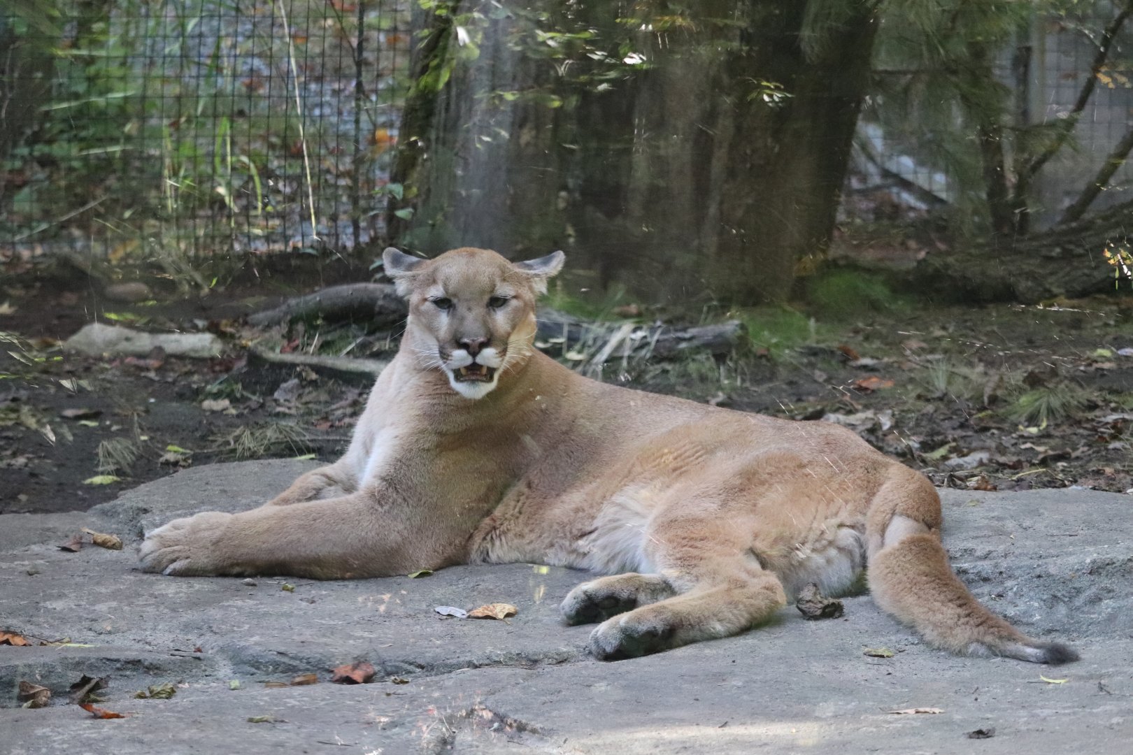 Cypress Swamp - Cougar