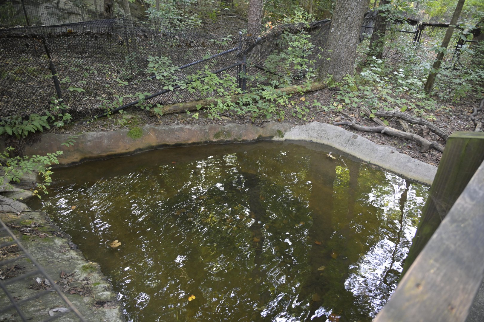 Cypress Swamp - Former Alligator Snapping Turtle Exhibit