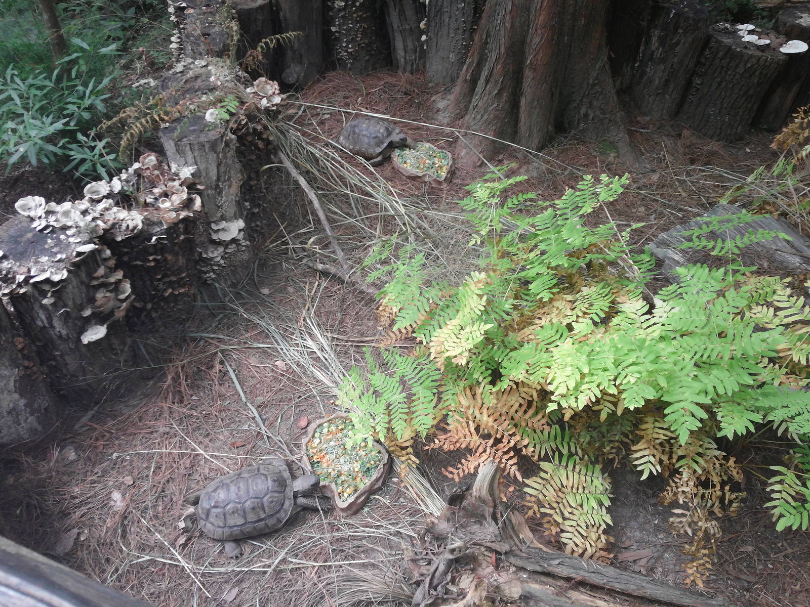 Cypress Swamp - Gohper Tortoise/Florida Box Turtle