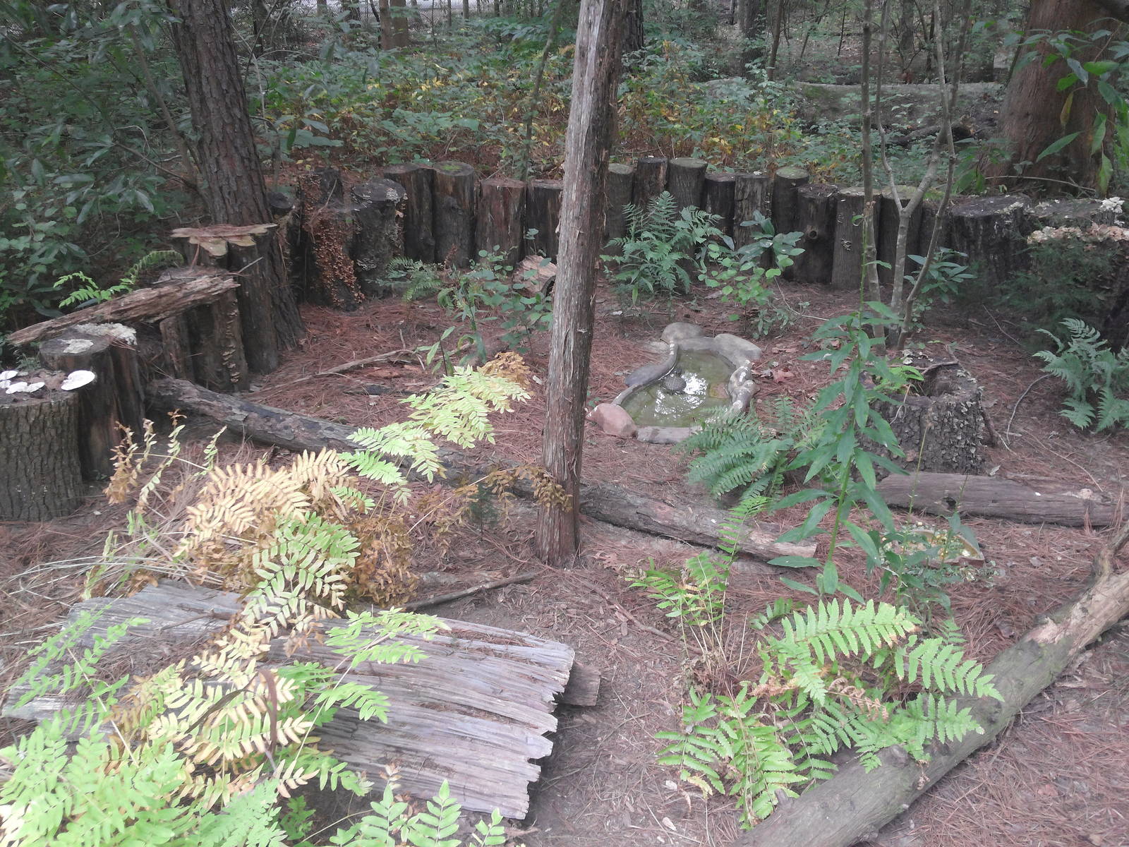 Cypress Swamp - Gohper Tortoise/Florida Box Turtle