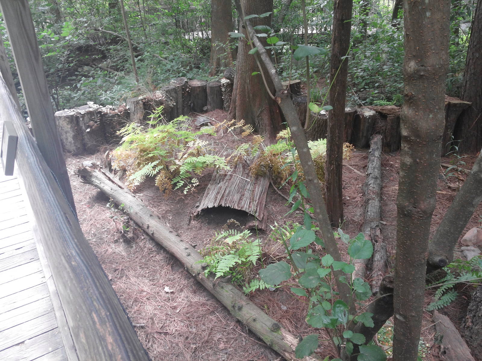 Cypress Swamp - Gohper Tortoise/Florida Box Turtle