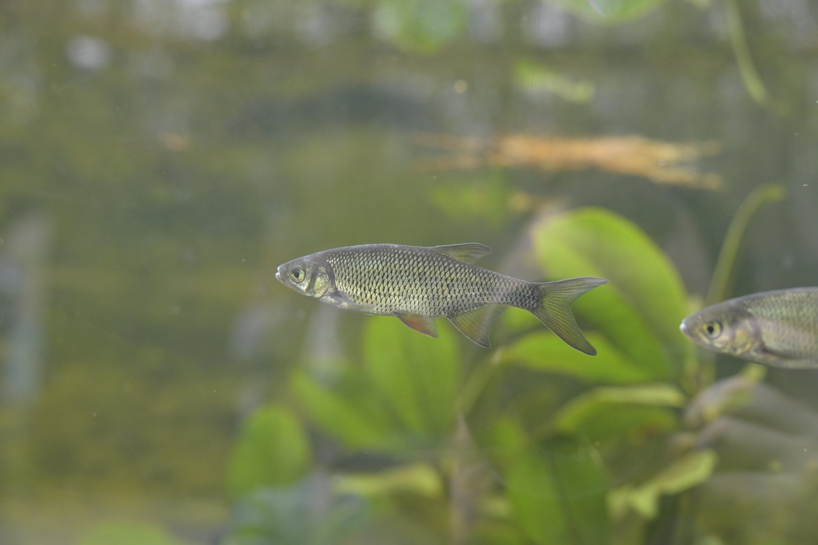 Cypress Swamp - Golden Shiner (Notemigonus crysoleucas)