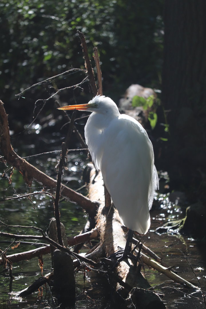 Cypress Swamp - Great Egret