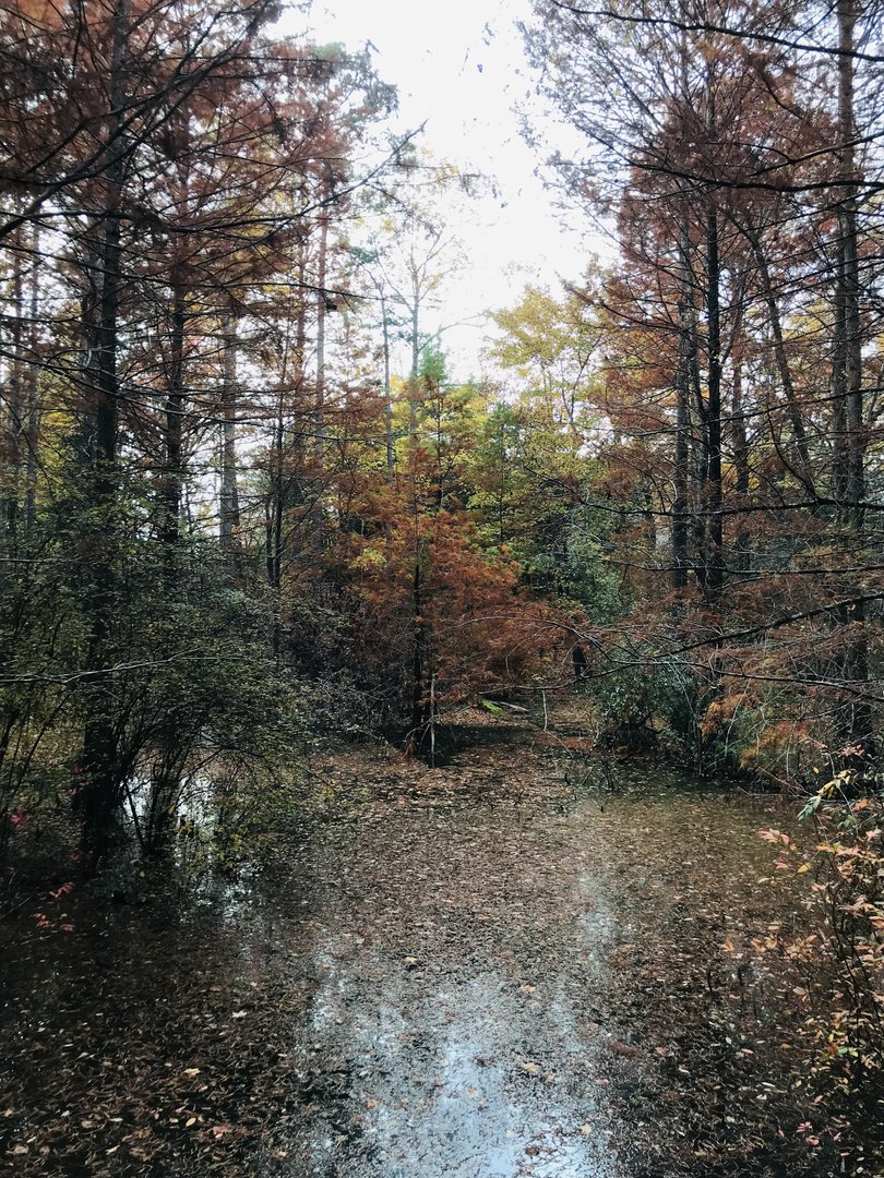 Cypress Swamp in Autumn