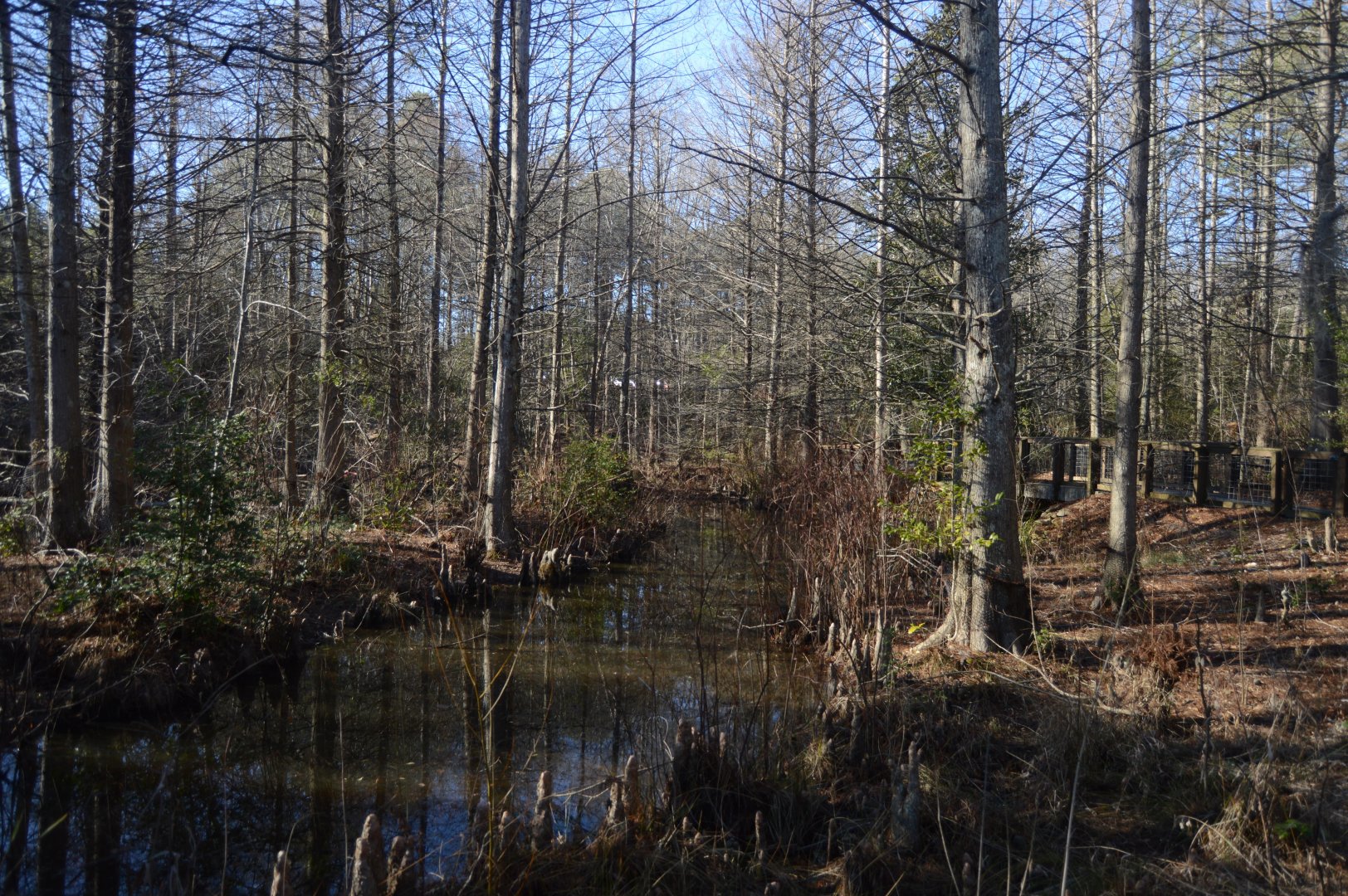 Cypress Swamp in the Winter
