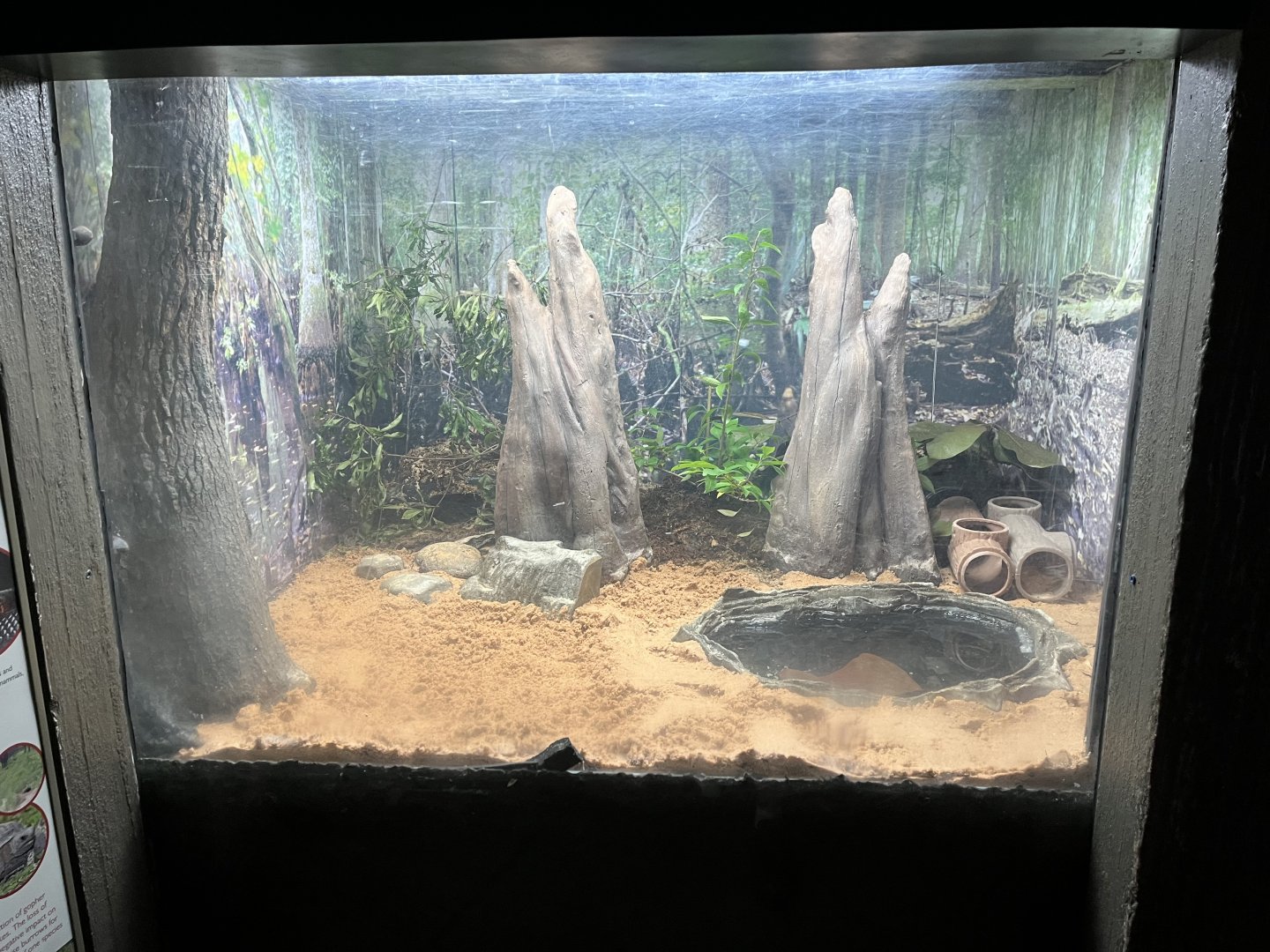 Cypress Swamp: Indigo Snake Habitat