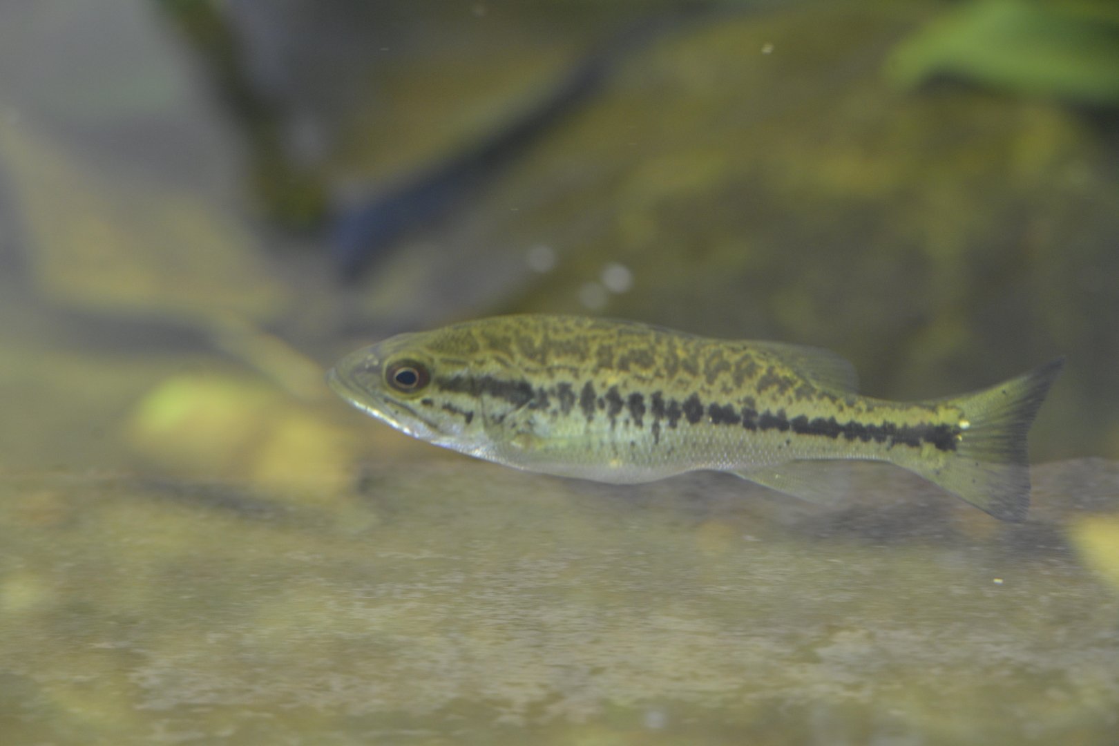 Cypress Swamp - Juvenile Largemouth Bass (Micropterus nigricans)?