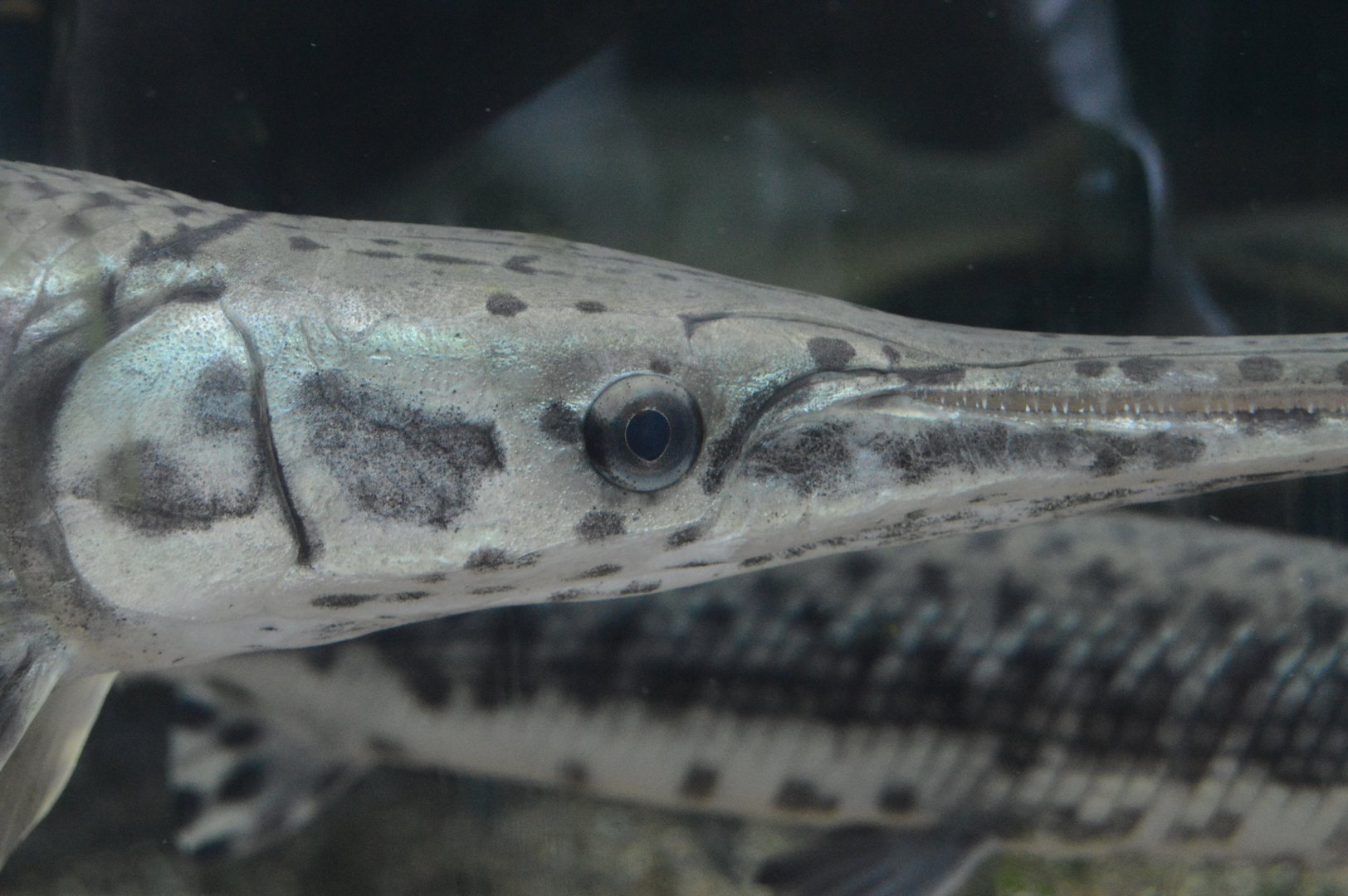 Cypress Swamp - Longnose Gar (Lepisosteus osseus)