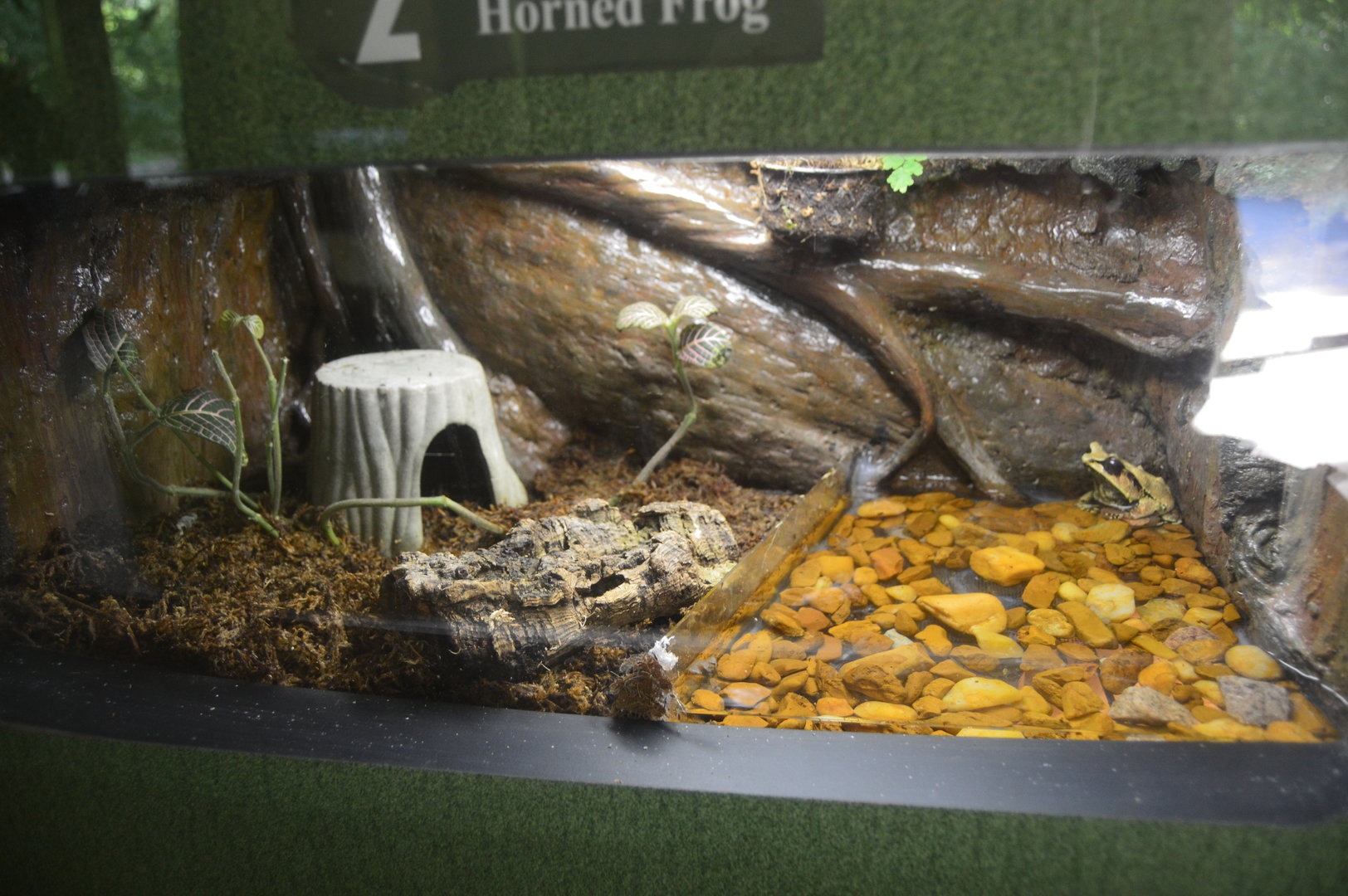 Cypress Swamp - Malayan Horned Frog (Pelobatrachus nasutus) (May 2017)