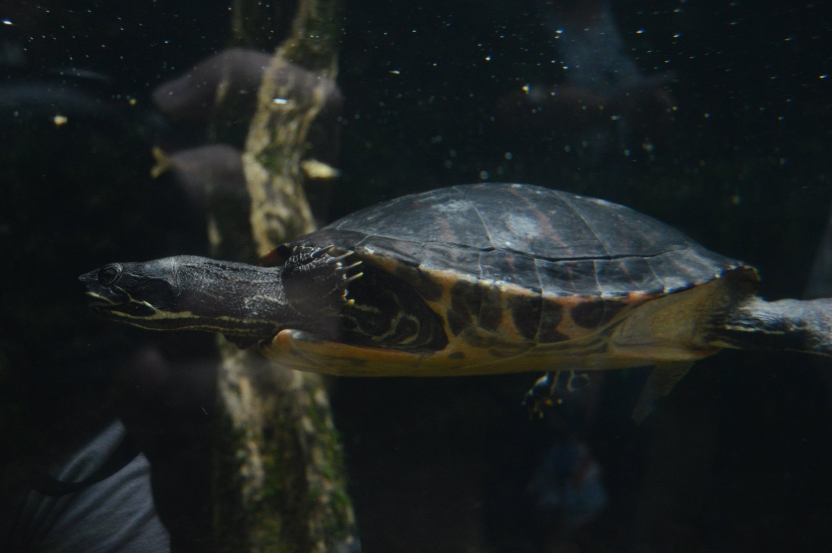 Cypress Swamp - Northern Red-bellied Cooter (Pseudemys rubriventris)