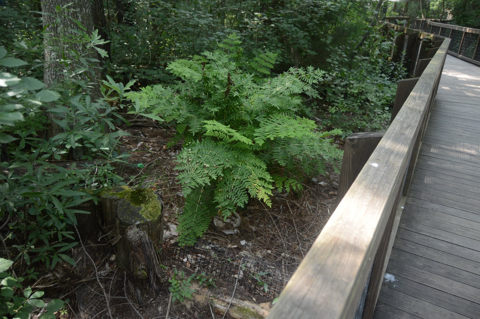 Cypress Swamp - Old Gopher Tortoise/Florida Box Turtle Exhibit