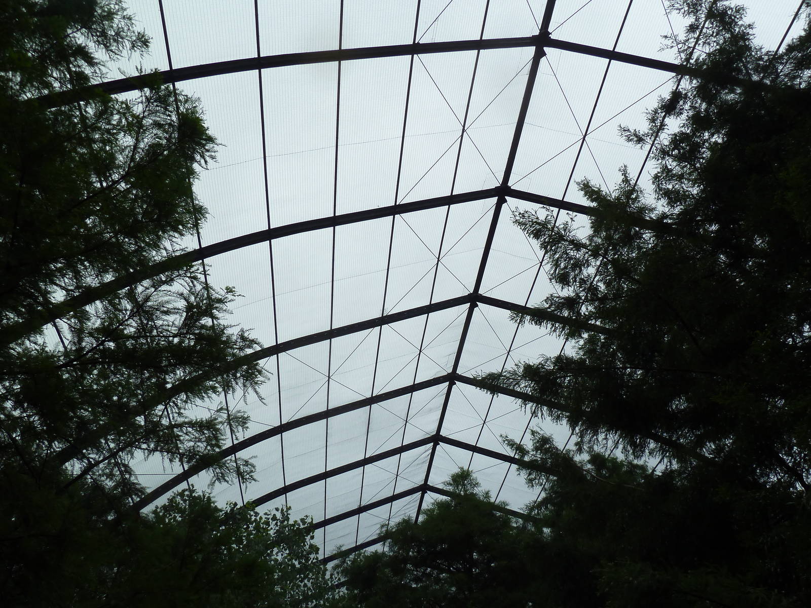 Cypress Swamp Roof (1904 World's Fair Aviary)