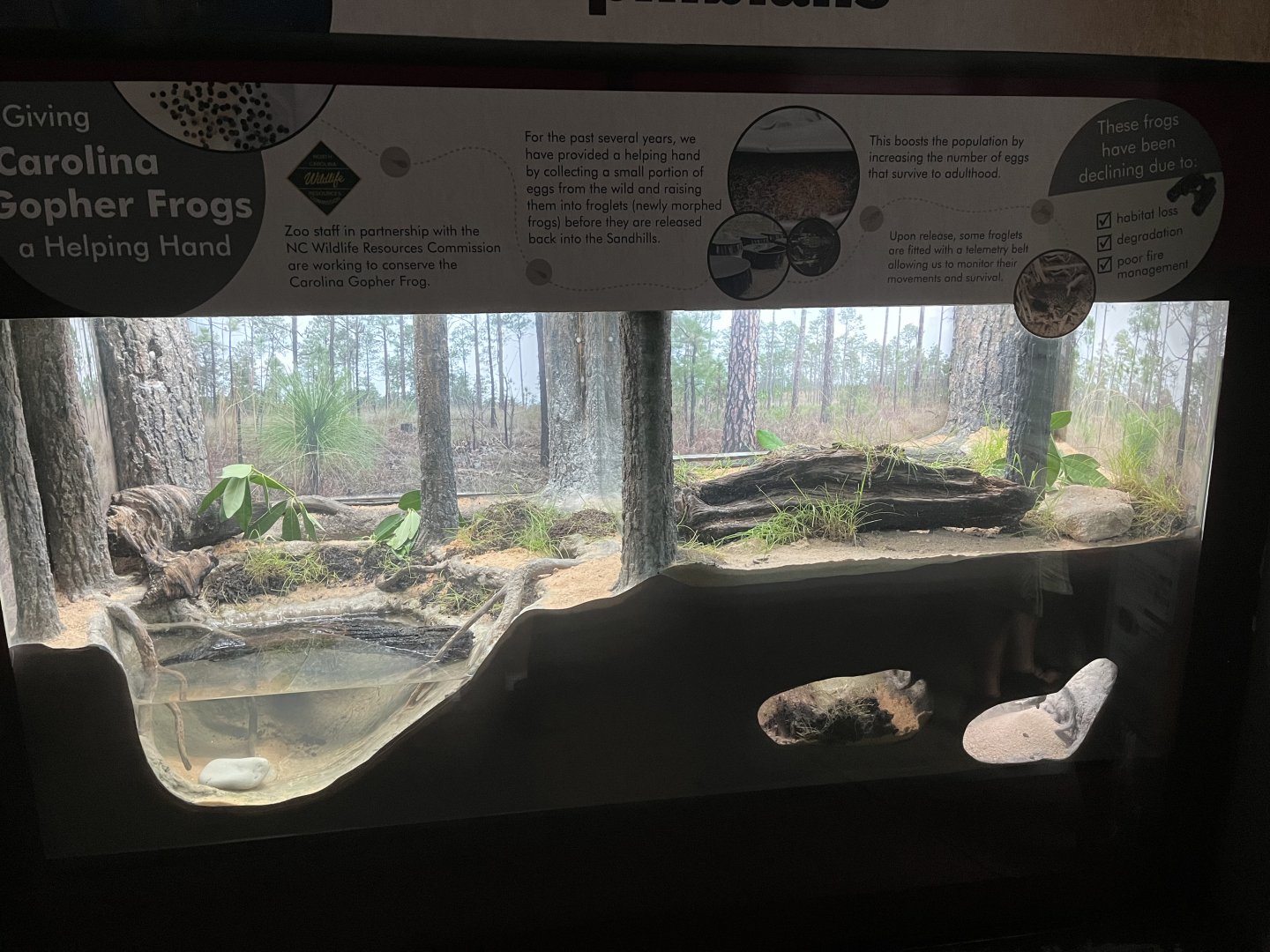 Cypress Swamp: Sandhill Habitat under Renovation