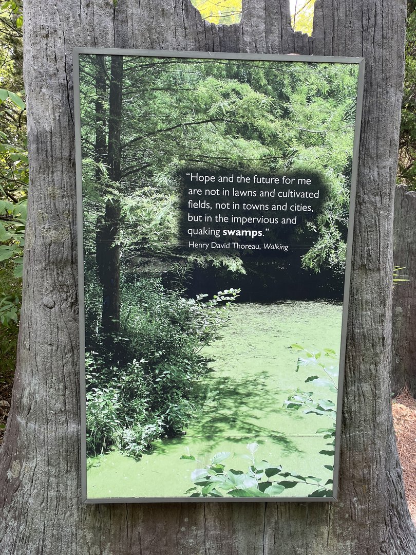 Cypress Swamp Thoreau Quote