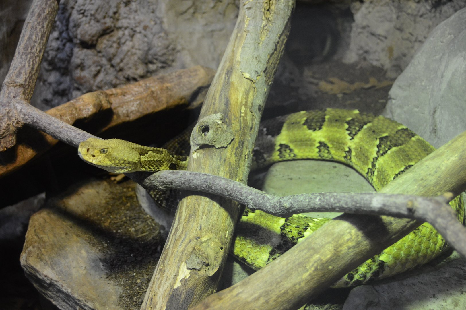 Cypress Swamp - Timber Rattlesnake (Crotalus horridus)