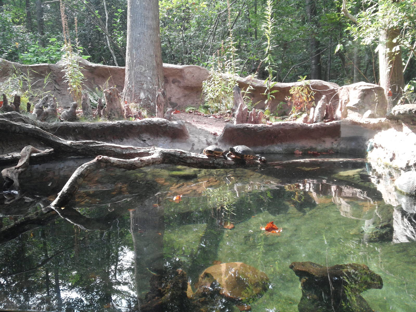 Cypress Swamp - Turtles