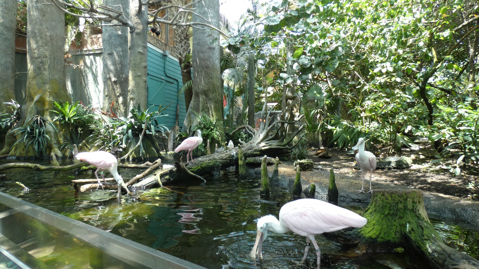 Cypress Swamp, Wetlands Trail - Aug. 2021