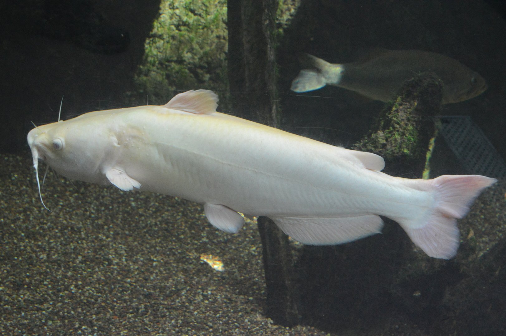 Cypress Swamp - White Channel Catfish (Ictalurus punctatus)