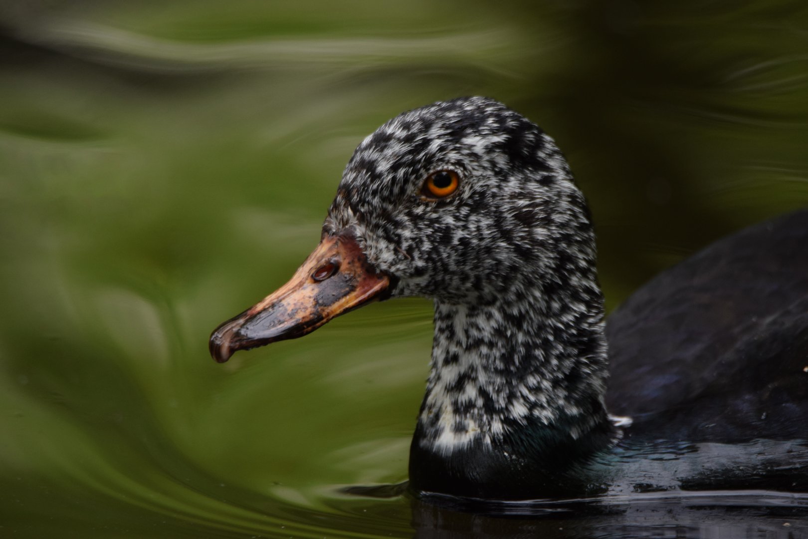Cypress Swamp- white-winged duck (Asarcornis scutulata)