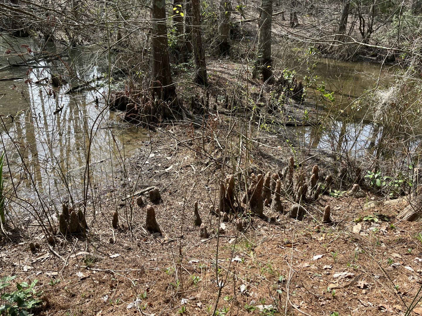 Cypress Swamp: Wild Beaver Dam