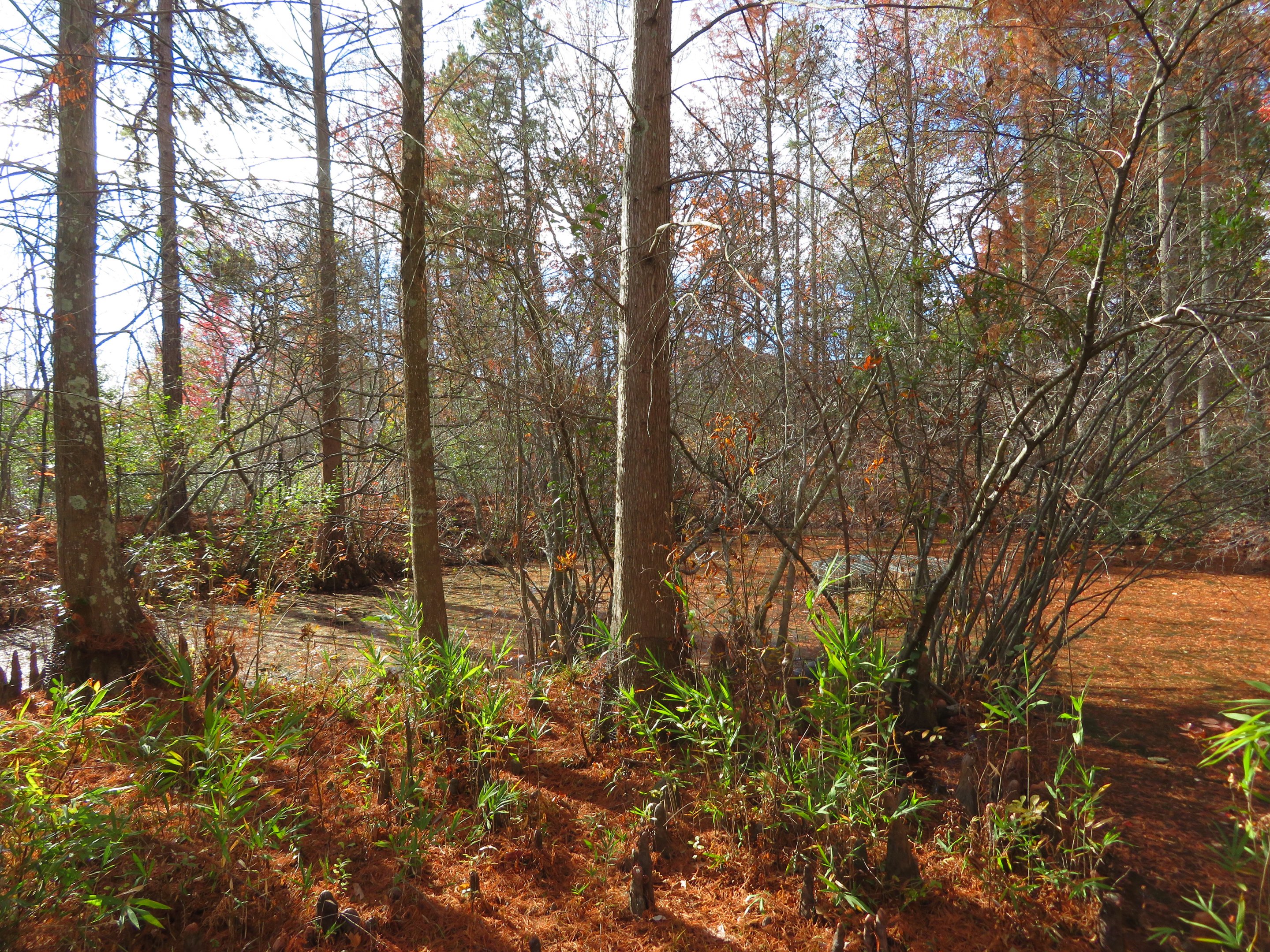 Cypress Swamp