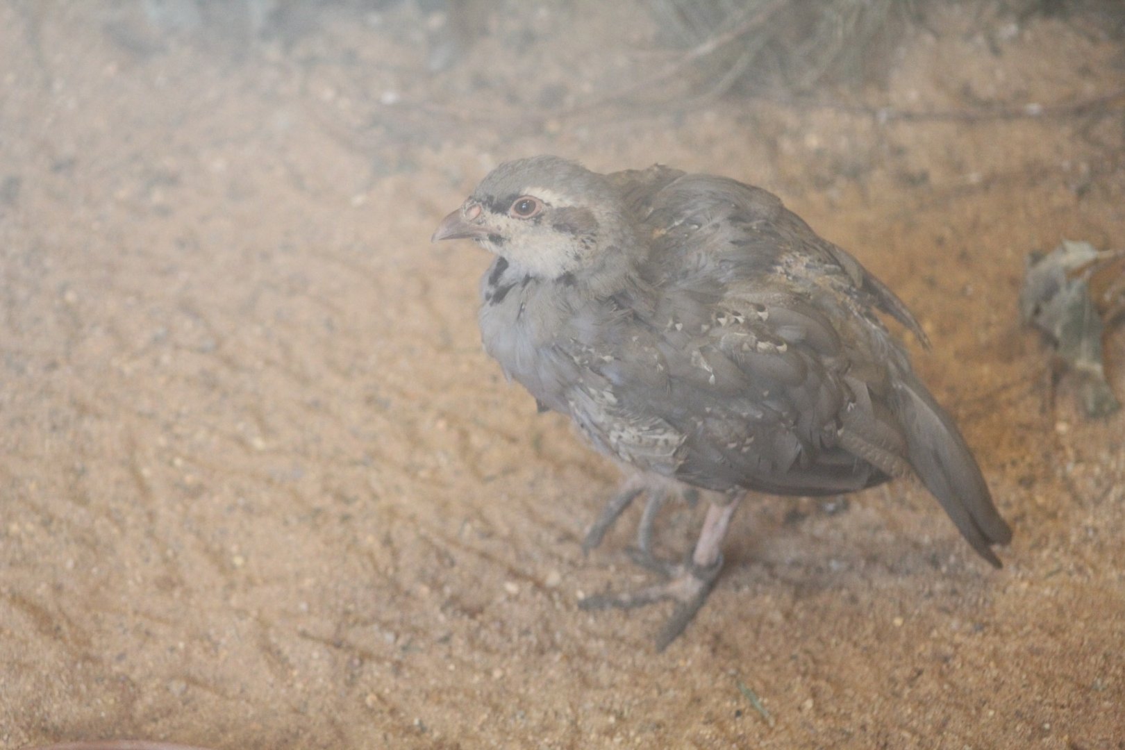 Cyprian Chukar Partridge