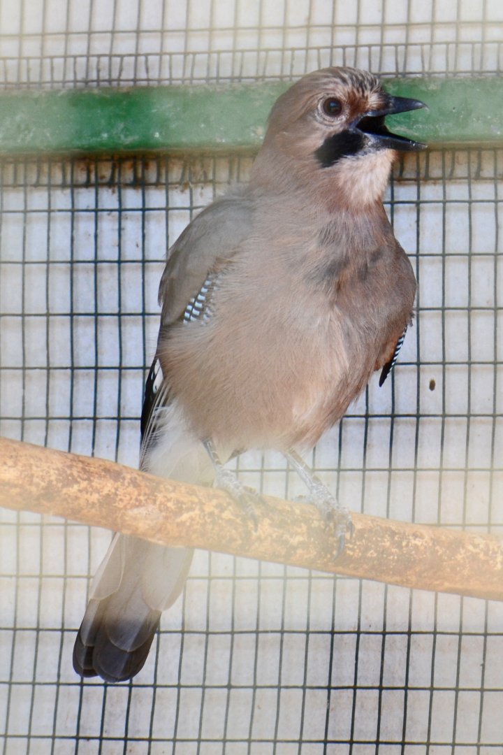 Cyprian jay, Garrulus glandarius glaszneri (2019)