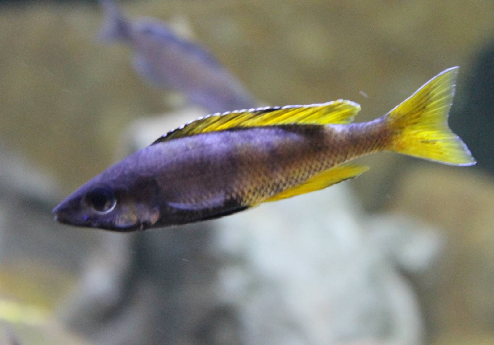 Cyprichromis leptosoma - male