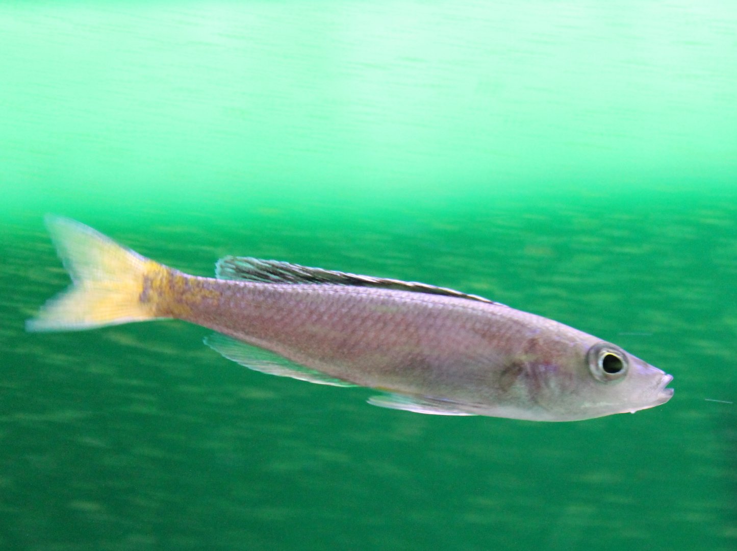 Cyprichromis leptosoma