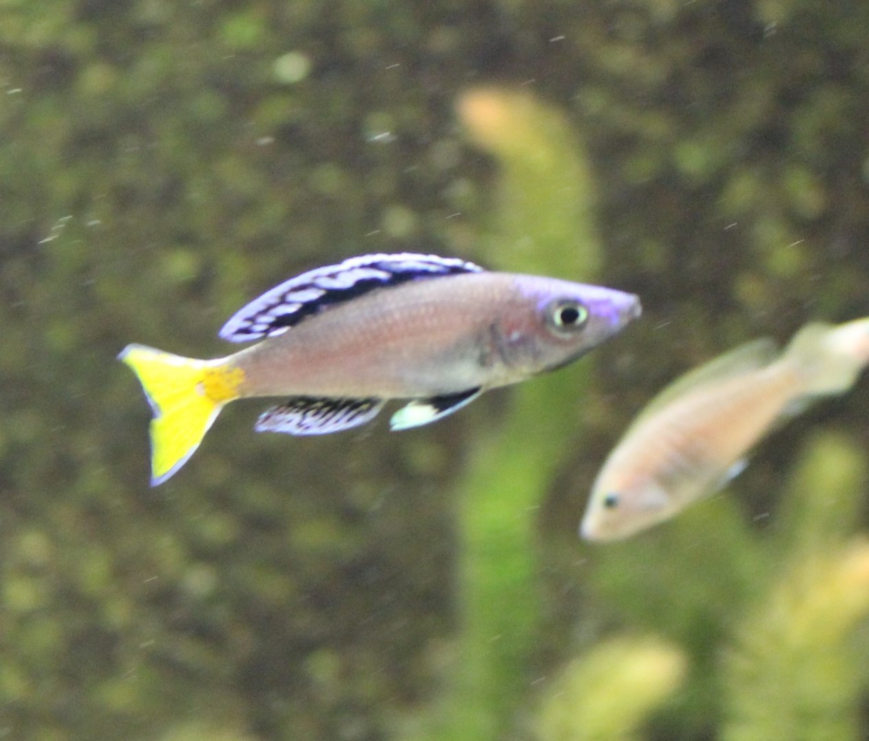 Cyprichromis leptosoma