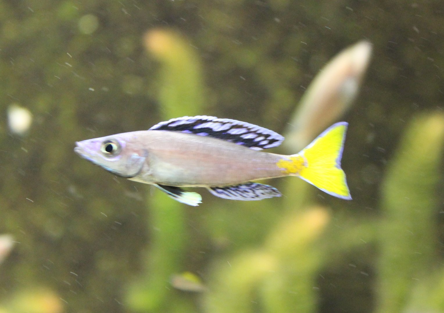 Cyprichromis leptosoma