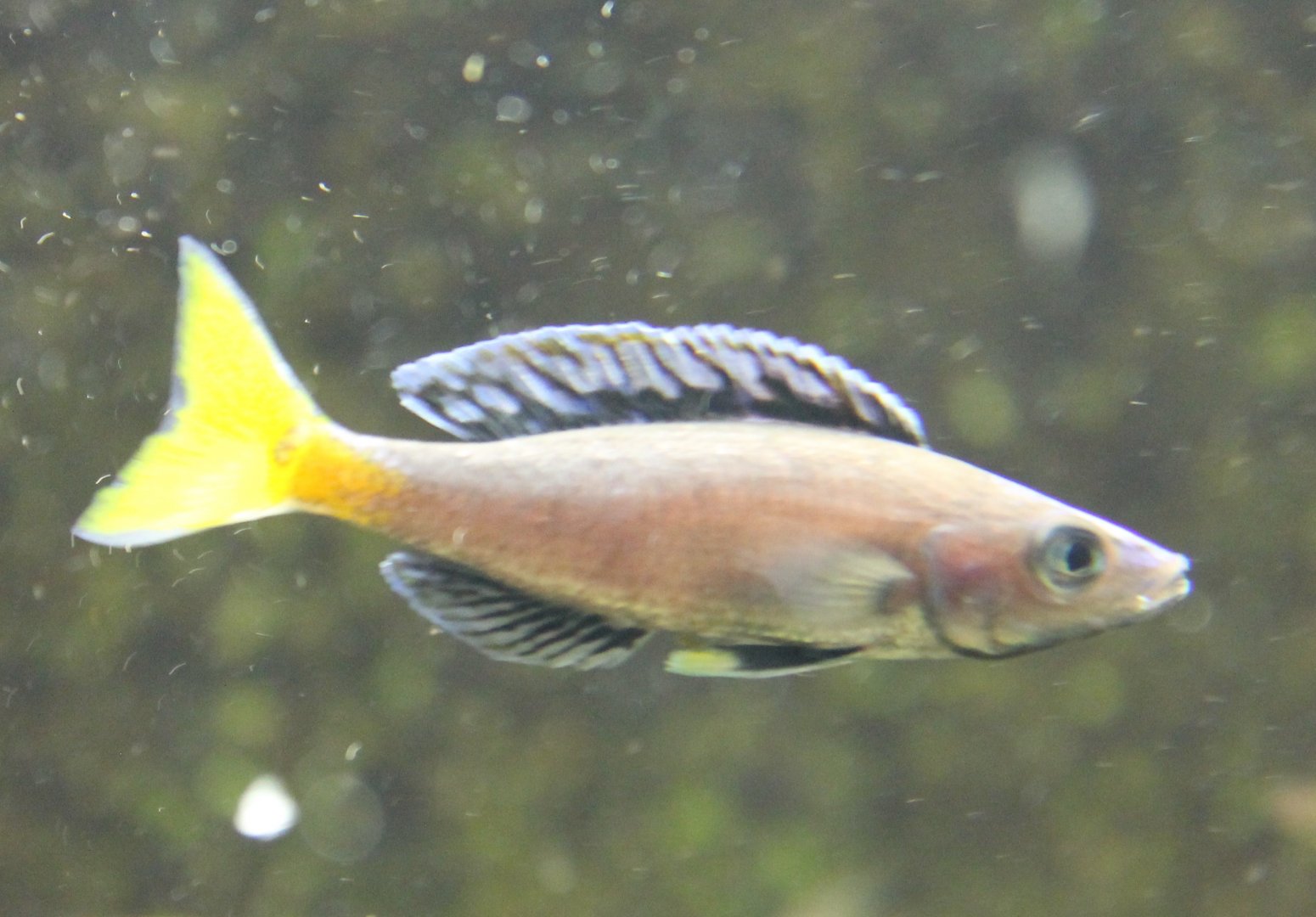 Cyprichromis leptosoma