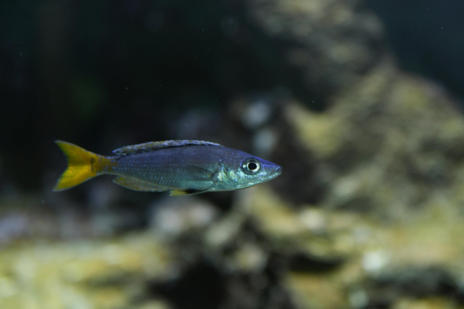 Cyprichromis leptosoma